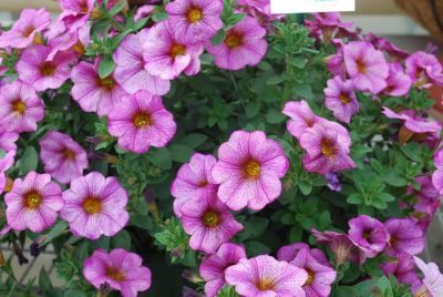 Sakata Ornamentals: SuperCal® Petchoa Artist Rose 