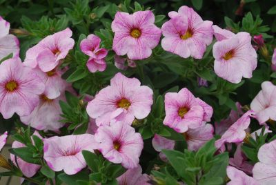 Sakata Ornamentals: SuperCal® Petchoa Blushing Pink 