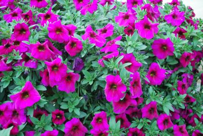 Sakata Ornamentals: SuperCal® Petchoa Purple 