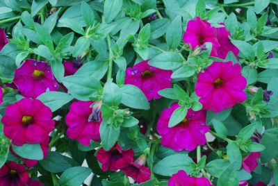 Sakata Ornamentals: SuperCal® Petchoa Violet 