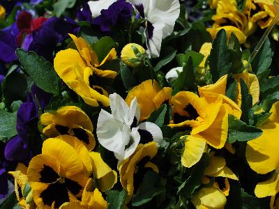 Sakata Ornamentals: Grandio Viola Blotched Colors Mix 