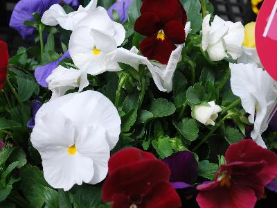 Sakata Ornamentals: Grandio Viola Clear Colors Mix 