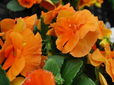 Sakata Ornamentals: Grandio Viola Clear Orange 