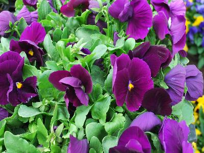 Sakata Ornamentals: Grandio Viola Clear Purple 