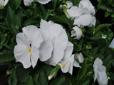 Sakata Ornamentals: Grandio Viola Clear White 