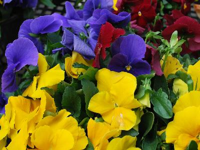 Sakata Ornamentals: Grandio Viola Royalty Mix 