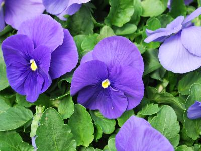 Sakata Ornamentals: Grandio Viola True Blue 