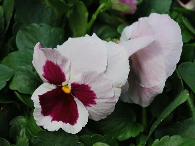 Sakata Ornamentals: Grandio Viola White with Rose Blotch 