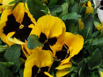 Sakata Ornamentals: Grandio Viola Yellow with Blotch 