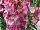 Hishtil Nurseries: Penstemon  'Pink' 