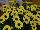 Grandessa™ Argyranthemum, intergeneric hybrid Yellow 