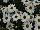Grandessa™ Argyranthemum, intergeneric hybrid White 