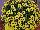 Grandessa™ Argyranthemum, intergeneric hybrid Yellow 