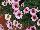 Grandessa™ Argyranthemum, intergeneric hybrid Pink Halo 