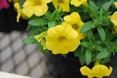 Conga™ Calibrachoa hybrida Deep Yellow 