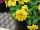 Ball Horticultural: Calibrachoa hybrida 'Deep Yellow' 