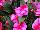 Clockwork™ New Guinea Impatiens hawkeri Pink Star 