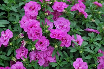 MiniFamous® Double Calibrachoa cultivars Pink 17 
