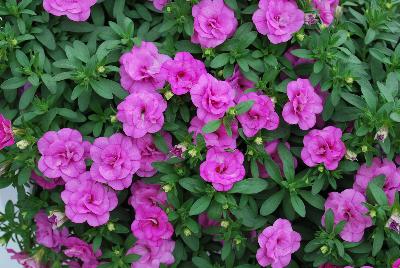 MiniFamous® Double Calibrachoa cultivars Pink 17 