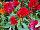 Ball Horticultural: Celosia cristata 'Rainbow' 