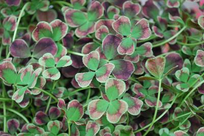 Limerick™ Trifolium Estelle
