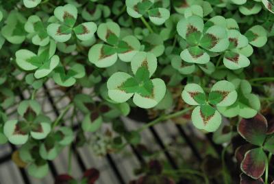 Limerick™ Trifolium Leonore 