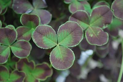 Limerick™ Trifolium Debbie 