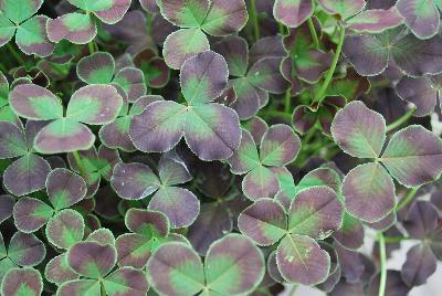 Limerick™ Trifolium Debbie 