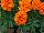 Hot Pak™ Marigold French Dwarf (Tagetes patula) Orange 