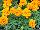 Hot Pak™ Marigold French Dwarf (Tagetes patula) Orange 