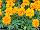 Hot Pak™ Marigold French Dwarf (Tagetes patula) Orange 