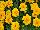 Hot Pak™ Marigold French Dwarf (Tagetes patula) Gold 