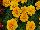 Hot Pak™ Marigold French Dwarf (Tagetes patula) Gold 