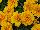 Hot Pak™ Marigold French Dwarf (Tagetes patula) Gold 