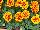 Hot Pak™ Marigold French Dwarf (Tagetes patula) Flame 