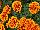 Hot Pak™ Marigold French Dwarf (Tagetes patula) Flame 