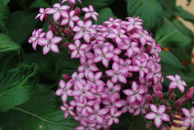 Glitterati Pentas Purple Star 