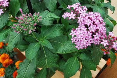 Glitterati Pentas Purple Star 