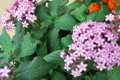 Glitterati Pentas Purple Star 