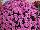 Ball Horticultural: Chrysanthemum  'Jazzberry' 