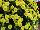 Ball Horticultural: Chrysanthemum  'Key Lime' 