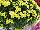 Ball Horticultural: Chrysanthemum  'Key Lime' 