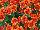 Ball Horticultural: Chrysanthemum  'Copper Coin' 
