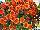 Ball Horticultural: Chrysanthemum  'Copper Coin' 