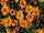 Ball Horticultural: Chrysanthemum  'Fireglow' 