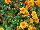 Ball Horticultural: Chrysanthemum  'Fireglow' 