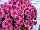 Ball Horticultural: Chrysanthemum  'Pop Eye Pink' 