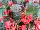 Ball Horticultural: Begonia-bronze-leaf  'Red' 
