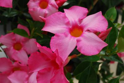 Ball Horticultural: Summer Romance™ Dipladenia Vining Pink 