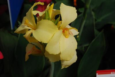 Ball Horticultural: Cannova Canna Lemon 